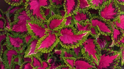 care-coleus-plant_42801361cc1ab5b0.jpg