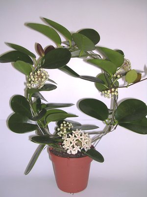 Hoya-australis-pe-cerc.JPG