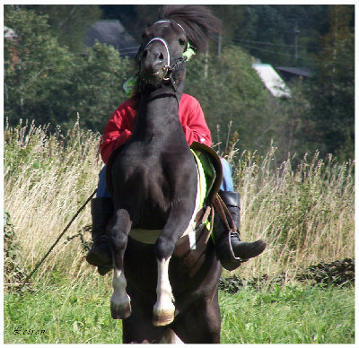 poni.jpg