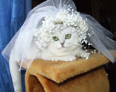 Hi-_Diva-Nevesta.jpg