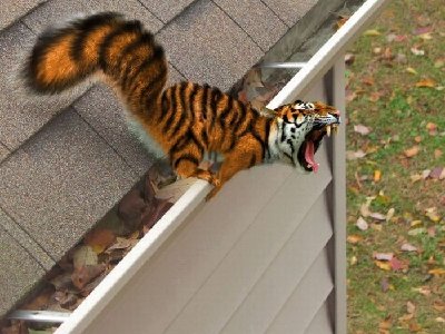 tiger.jpg