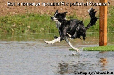 kotomatritsa_W.jpg