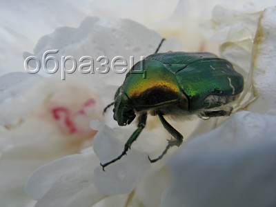 IMG_9283_hf.jpg