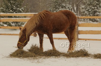 IMG_6627_hf.jpg