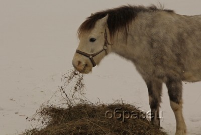IMG_6604_hf.jpg