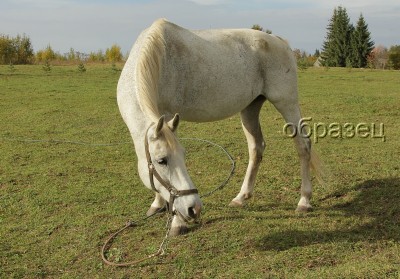 IMG_5328_hf.jpg