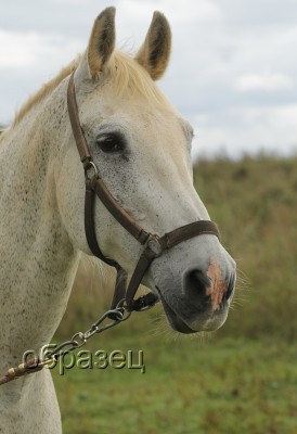 IMG_4240_hf.jpg