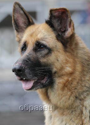 IMG_4903_hf.jpg