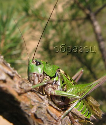 IMG_1025_hf.jpg