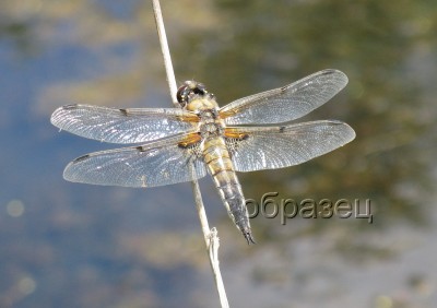 IMG_8555_hf.jpg