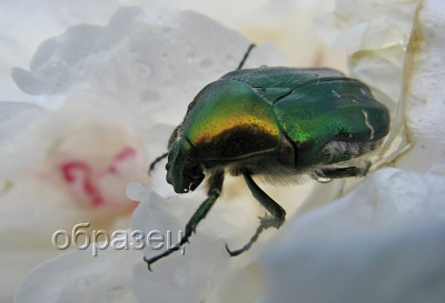 IMG_9283_hf.jpg