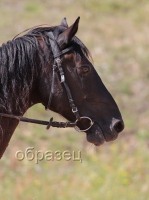 IMG_2075_hf.jpg