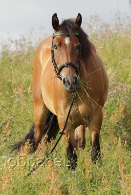IMG_2384_hf.jpg