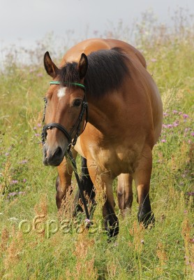IMG_2383_hf.jpg