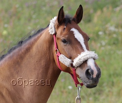 IMG_2399_hf.jpg