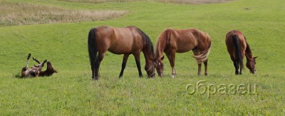 IMG_2580_hf.jpg