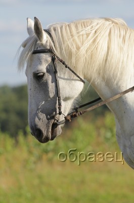 IMG_2949_hf.jpg