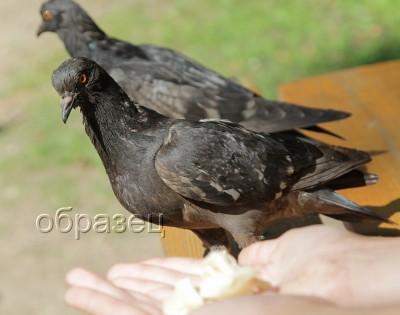 IMG_2334_hf.jpg
