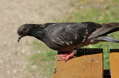 IMG_2347_hf.jpg