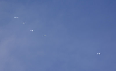 DSC_7807_01.JPG