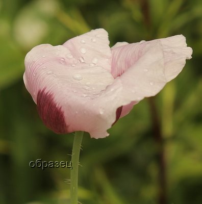 IMG_2086_hf.jpg