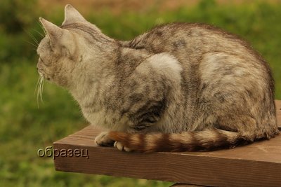 IMG_3736_hf.jpg