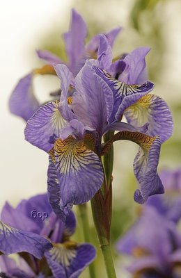 IMG_9617_hf.jpg