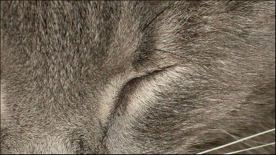 cat_eye2.jpg