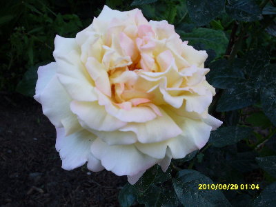 SDC10531.JPG