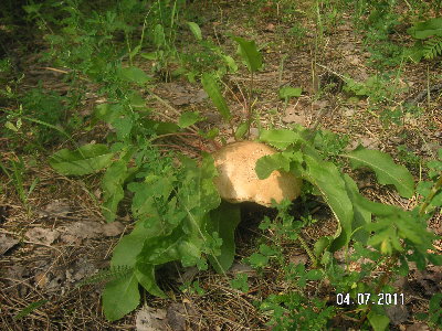 PICT7264.jpg