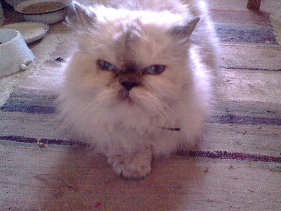 IMG0286A.jpg