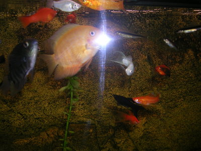 DSCN0101.JPG
